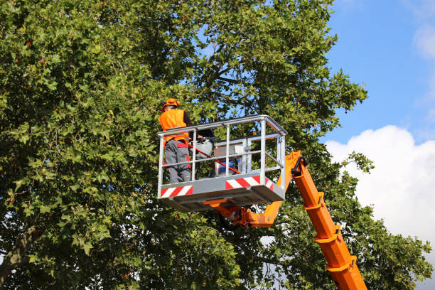 Springfield, FL Tree Removal Company