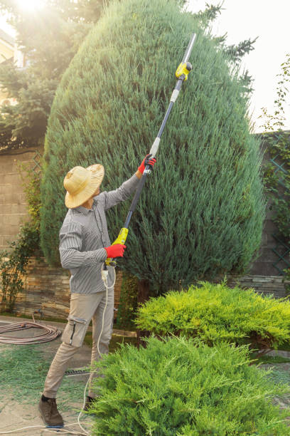 Best Sod Installation  in Springfield, FL
