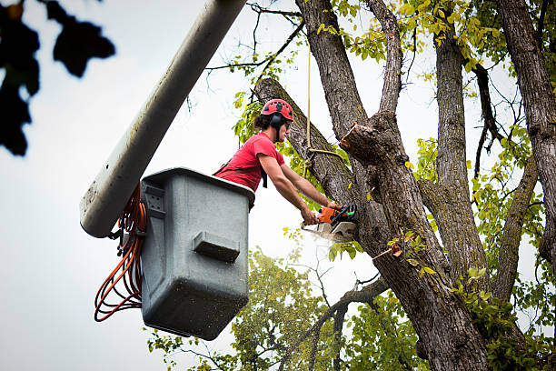 Best Tree Preservation Services  in Springfield, FL